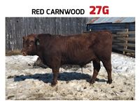    Red Carnwood 27G Angus Bull