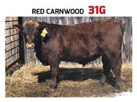    Red Carnwood 31G Angus Bull