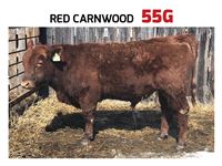    Red Carnwood 55G Angus Bull