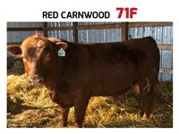    Red Carnwood Hobo 71F Angus Bull