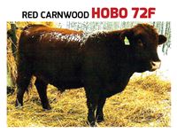    Red Carnwood Hobo 72F Angus Bull