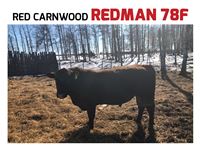    Red Carnwood Redman 78F Angus Bull