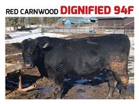    Carnwood Dignified 94F Angus Bull