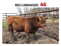    Red Carnwood 4G Angus Bull