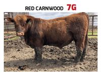    Red Carnwood 7G Angus Bull