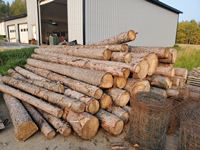    Pile of Mostly 16 ft Pine/Spruce Saw Logs