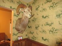    Big Horn Sheep Mount