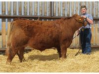    "Gunther" Simmental - Lakemere Reserve Grand Champion