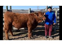    "Tyrone" Red Simmental X