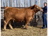   "Gizmo" Red Simmental Reserve Two Rivers Club Champion
