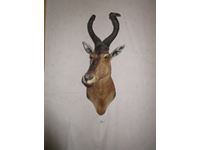    Red Hartabeest African Antelope Mount
