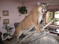    Cougar Full Mount