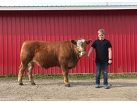    "Hector" Simmental