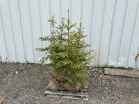    Pallet of 5 Spruce Trees