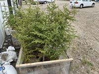    (10) Spruce Trees