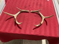    Matching Set of Whitetail Deer Sheds