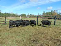    (5) Smaller Angus/Dexter Cross Black Cows