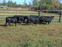    (6) Angus Cross/Shorthorn Black Cows