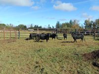    (6) Smaller Angus/Dexter Cross Black Cows