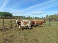    (5) Shorthorn Cross Red Roan Cows