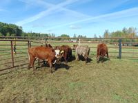    (6) Bigger Shorthorn Red Cows