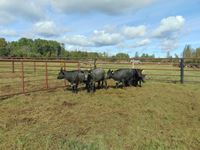    (5) Angus/Shorthorn Blue Roan Cows