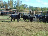    (5) Angus/Shorthorn Blue Roan Cows