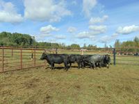    (6) Angus/Shorthorn Blue Roan Cows