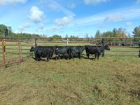    (5) Black Cows