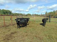    (5) Black Cows