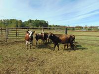    (5) Bigger Shorthorn/Brindle Cross Red Cows