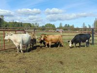    (6) Bigger Shorthorn Cross Mixed Cows