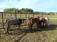    (5) Shorthorn Cross Red Roan Bred Heifers
