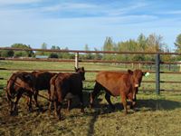    (4) Shorthorn Cross Red Bred Heifers