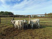    (5) Shorthorn Cross White Bred Heifers