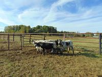    (6) Speckled Park Bred Heifers