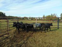    (6) Shorthorn/Angus Blue Roan Bred Heifers