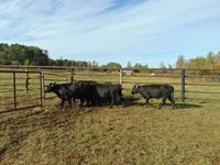    (7) Black Bred Heifers