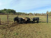    (7) Mixed Black & Grey Bred Heifers