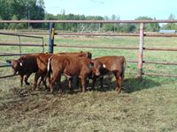    (5) Shorthorn/Angus Red Heifer Calves