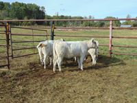    (5) Shorthorn/Speckle Park White Heifer Calves