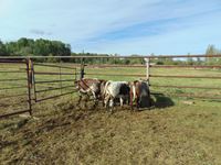    (4) Shorthorn Cross Red Roan Heifer Calves