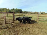    (5) Angus/Shorthorn Blue Roan Heifer Calves