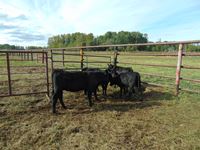    (5) Angus/Shorthorn Black Heifer Calves
