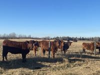 (400±) Angus Crossbred Ranch Bred Cows & Heifers