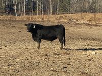 (27) Simmental, Simmental Cross and Red Angus Bulls
