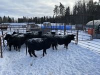    (10) Black Simmental/Angus Bred Heifers, Selling Per Heifer X 10