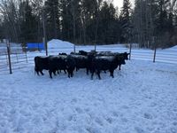    (11) Black Simmental/Angus 2nd Calf Bred Cows, Selling Per Cow X 11