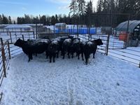    (9) Black Simmental/Angus 2nd Calf Bred Cows, Selling Per Cow X 9