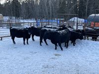    (8) Black Simmental/Angus 2nd Calf Bred Cows, Selling per Cow X 8